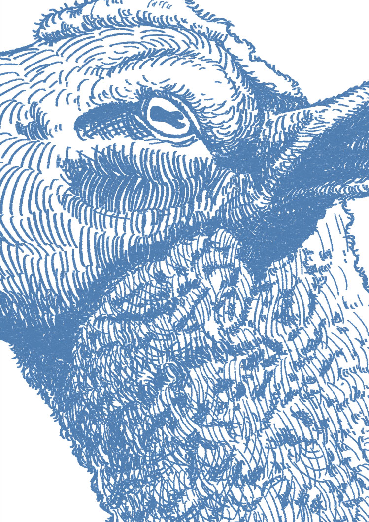 Detalle del grabado del cordero mostrando hachurado, sombras y envejecido controlado para coherencia editorial.